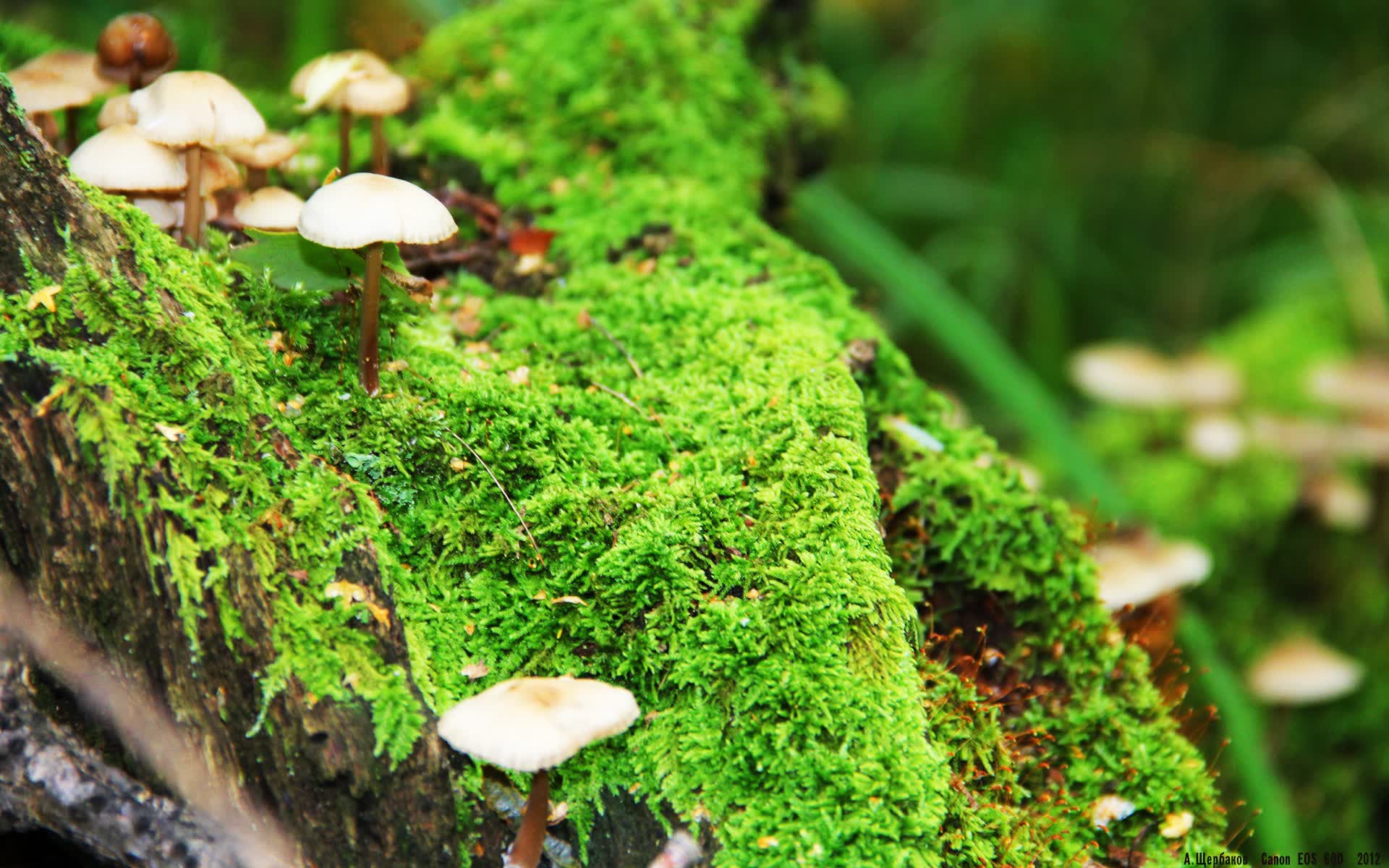 世界山地自行车赛选手名单更新,世界山地自行车比赛